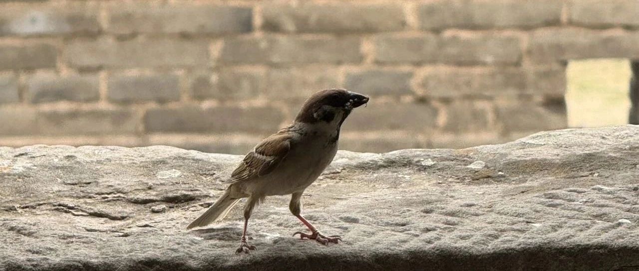 企业多不是饿死的，而是撑死的-2025-06-05号随笔