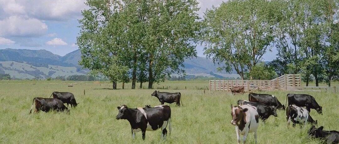 大胆假设，小心求证-2025-10-28号随笔